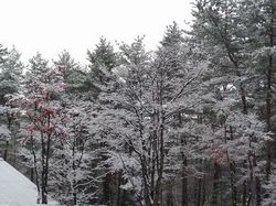 降雪の木々