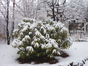 雪模様の植木