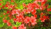 IMGP1054.jpg
