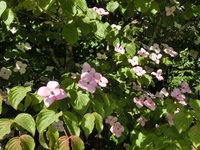 CIMG8851.JPG