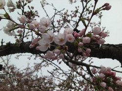 桜