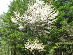 管理センター駐車場の山桜