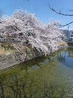 P1000096t.JPG