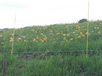 画像 2011年7月15日3.jpg