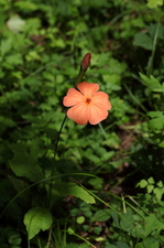 _MG_7296.JPG