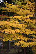 _MG_9869.JPG