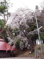 古御堂桜02.jpg