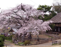 高森観音堂桜02.jpg