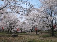 150428　copyモミの木荘桜　全体.JPG