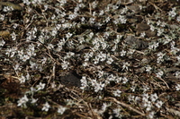 _Z0A0027.JPG