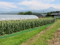 IMG_0700.JPG