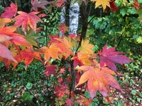 IMG_3364.JPG