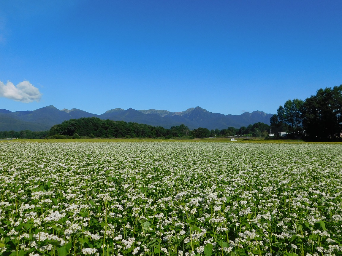 /tateshina/now/DSCN0333.JPG