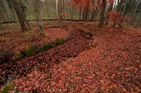 _Z0A2512.jpg