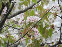 IMG_5118-2.jpg