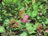 IMG_5466-2.jpg