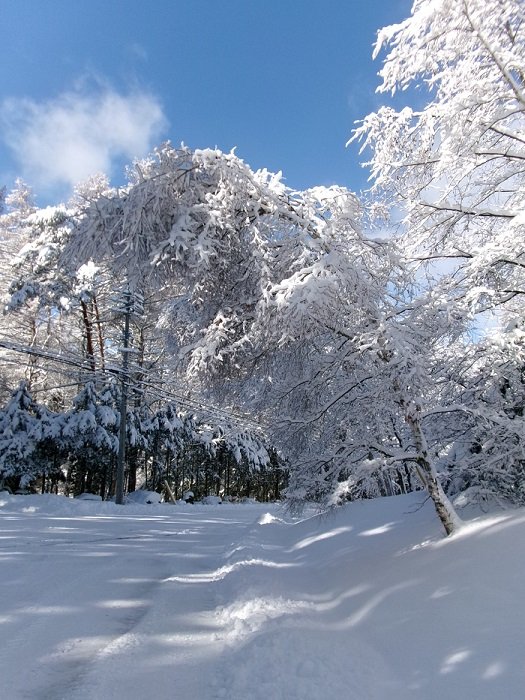 https://www.31kanri.jp/yatsugatake/info/240226keiboku.JPG