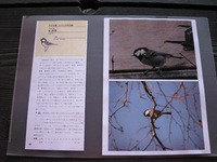 20120429　レストラン　鳥.JPG