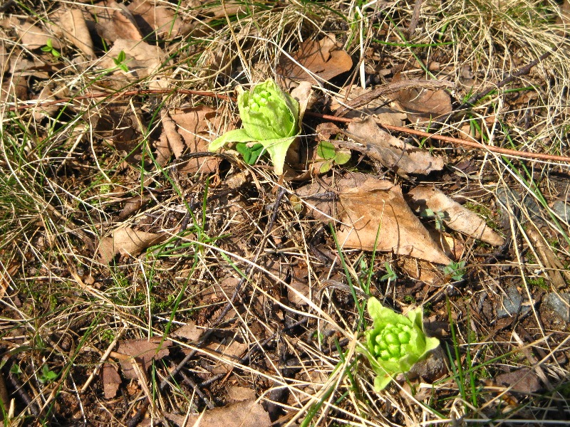 /yatsugatake/now/110416%20%E3%81%B5%E3%81%8D%E3%81%AE%E3%81%A8%E3%81%86.JPG