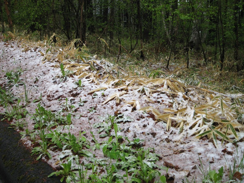 /yatsugatake/now/110524%20%E3%81%97%E3%82%83%E3%81%8F%E3%81%AA%E3%81%92.JPG