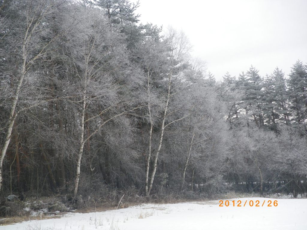 /yatsugatake/now/120226%20%E6%A8%B9%E9%9C%9C%E3%80%80%E7%99%BD%E6%A8%BA.JPG