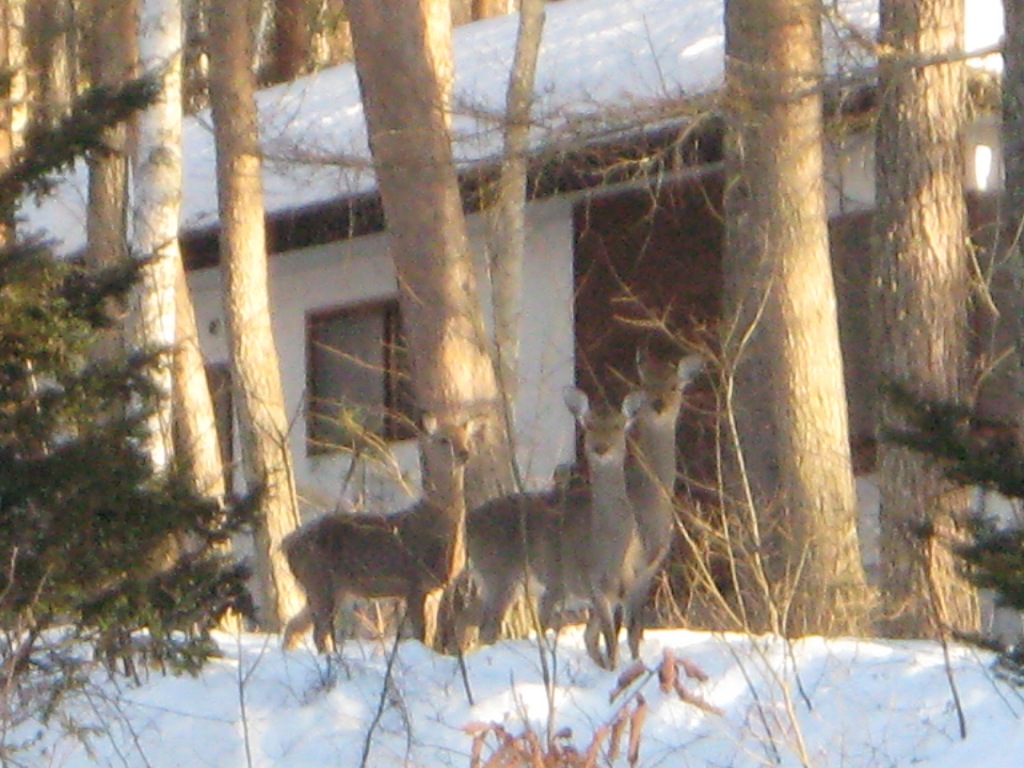 /yatsugatake/now/130225%E3%80%80%E9%B9%BF%E3%80%80%E3%83%A1%E3%82%B9.JPG