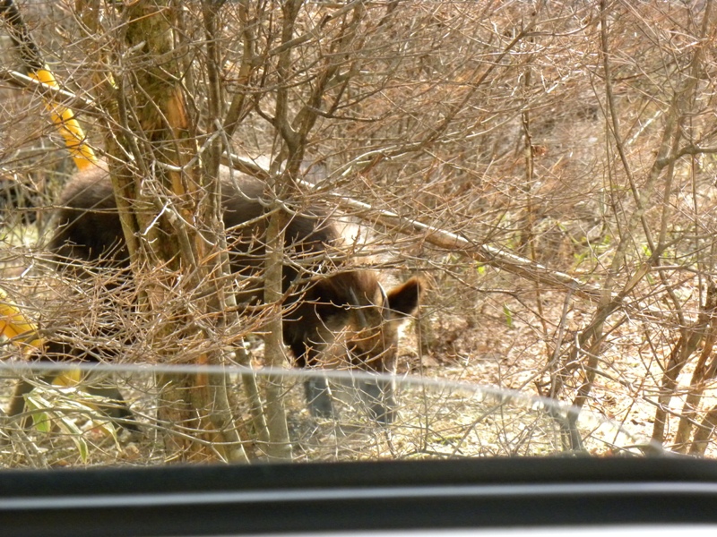 /yatsugatake/now/130416%20%E3%82%AB%E3%83%A2%E3%82%B7%E3%82%AB%EF%BC%91.JPG