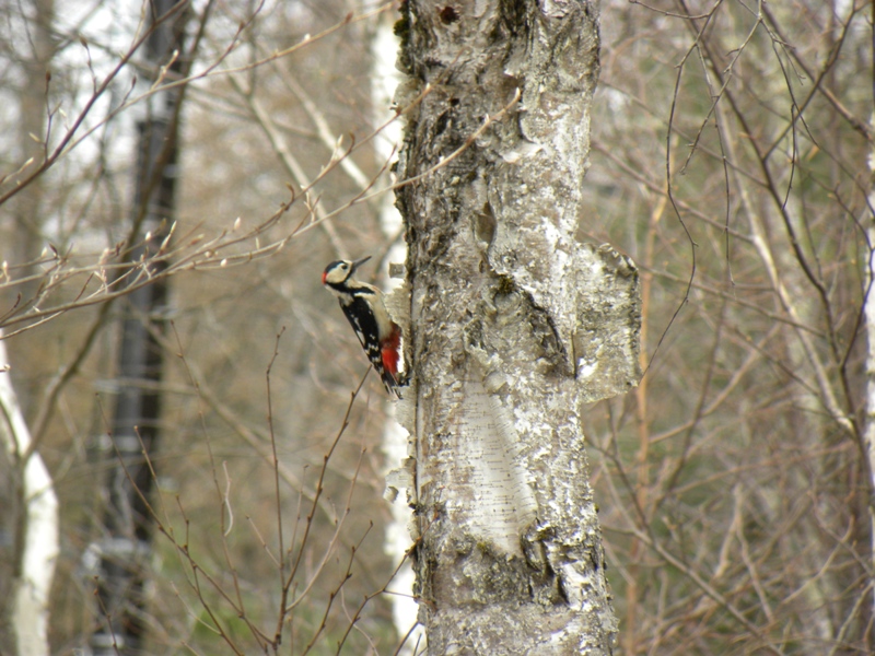 /yatsugatake/now/130417%E3%80%80%E3%82%A2%E3%82%AB%E3%82%B2%E3%83%A9.JPG