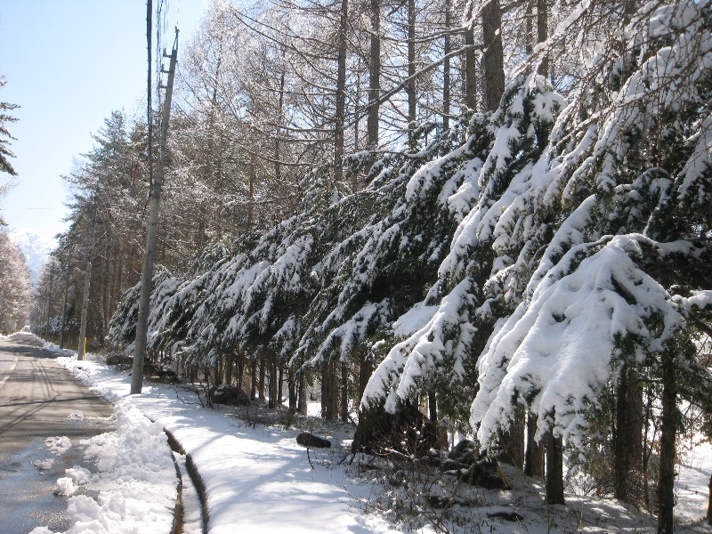 /yatsugatake/now/130422%E3%80%80%E3%83%A2%E3%83%9F.JPG