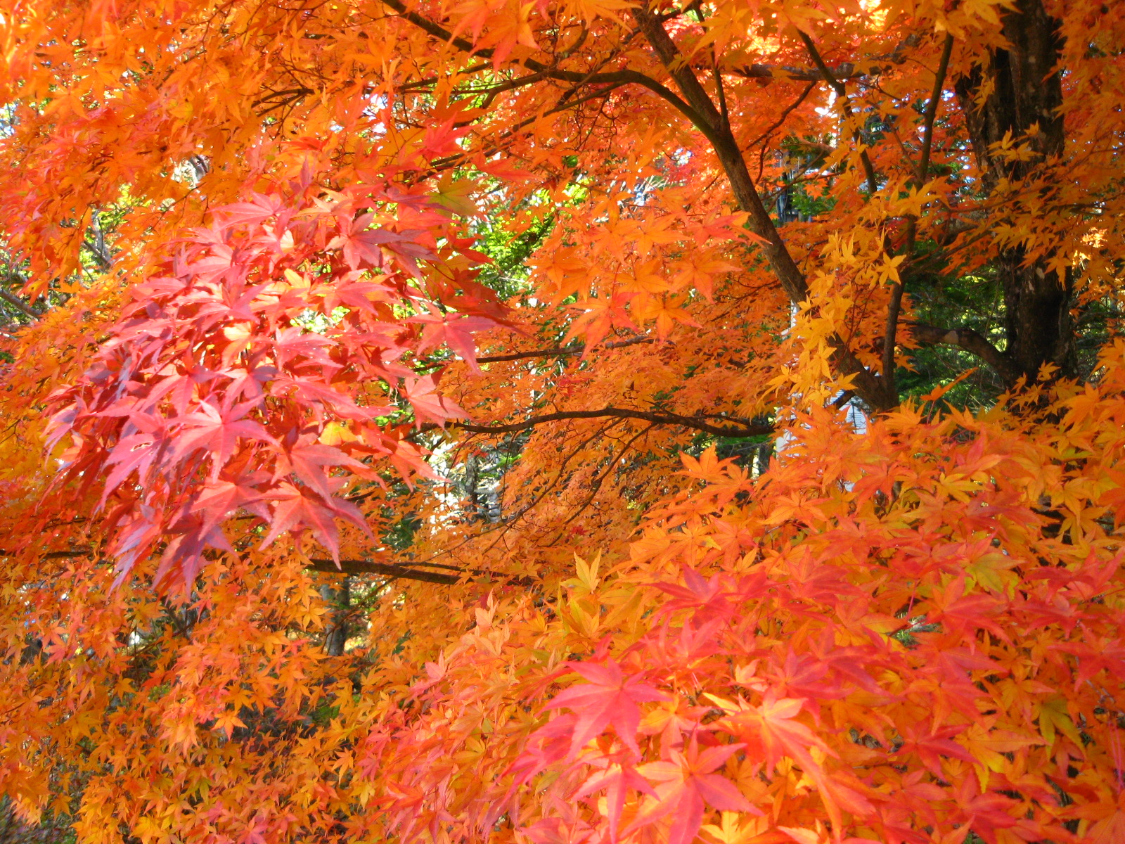 /yatsugatake/now/131028%E3%80%80%E7%B4%85%E8%91%89.JPG