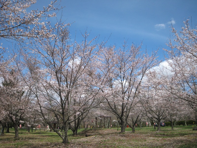 /yatsugatake/now/160422copy-sakura-1.JPG