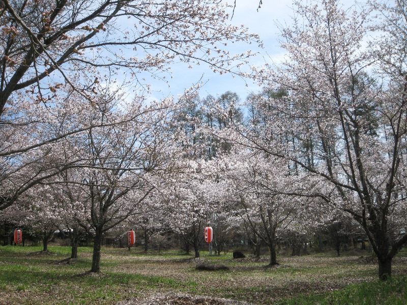 /yatsugatake/now/160422copy-sakura-3.JPG