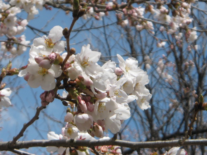 /yatsugatake/now/160422copy-sakura.JPG