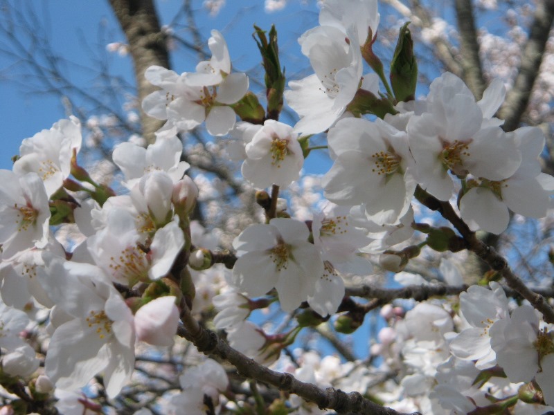 /yatsugatake/now/170505mominokisou-sakura.jpg