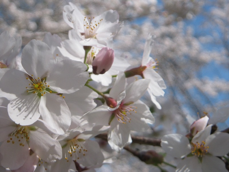 /yatsugatake/now/180423mominoki-sakura.JPG