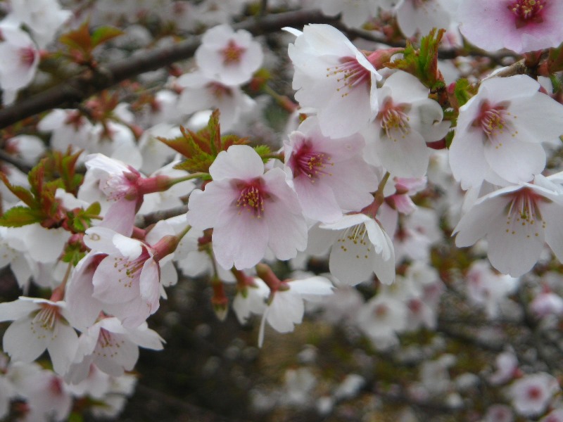 /yatsugatake/now/180430mamesakura.JPG