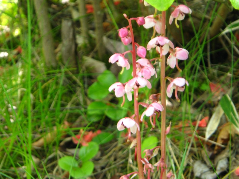 /yatsugatake/now/190618benibanaitiyausou.JPG