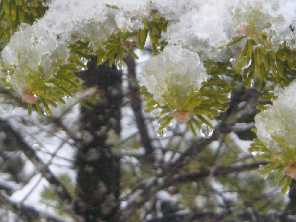 https://www.31kanri.jp/yatsugatake/now/210202sizuku.JPG