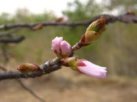 130501　コピー　桜つぼみ.JPG