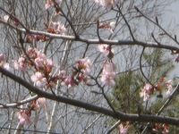 130501　桜枝.JPG