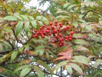 131001 copy　南天.JPG